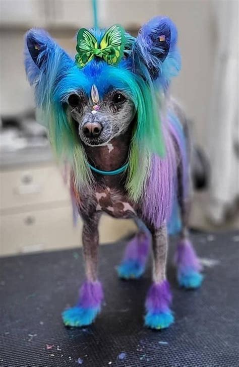 Dog Hair Dye For Creative Grooming Opawz Permanent Dye In 2021 Dog