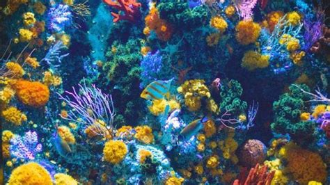 Coral Reefs In Jamaica Shows How Nature Contains Healing Powers