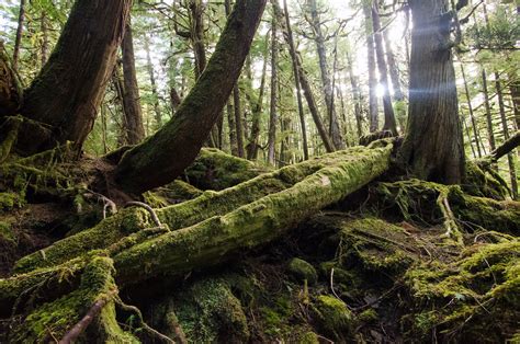 Top 5 Best Forests In British Colombia Canada Positive Travel