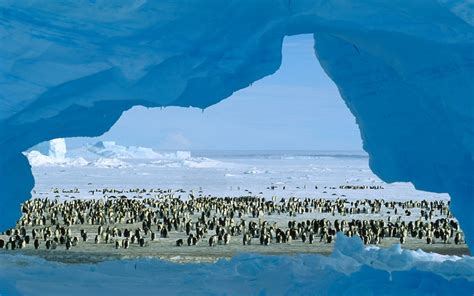 Penguins On An Iceberg Desktop Wallpaper Pictures