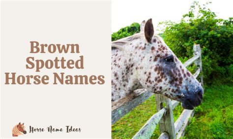 120 Brown Spotted Horse Names