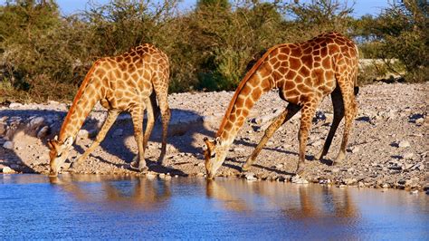 Giraffen Desktop Bilder 4k