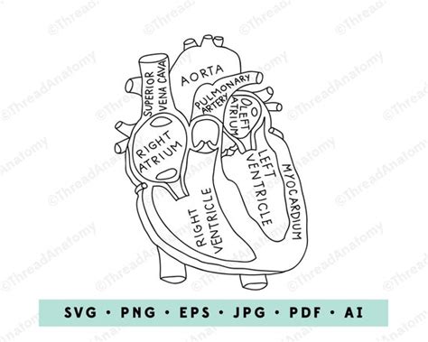 Heart Svg Heart Anatomy Clipart Heart Anatomy Graphic Etsy