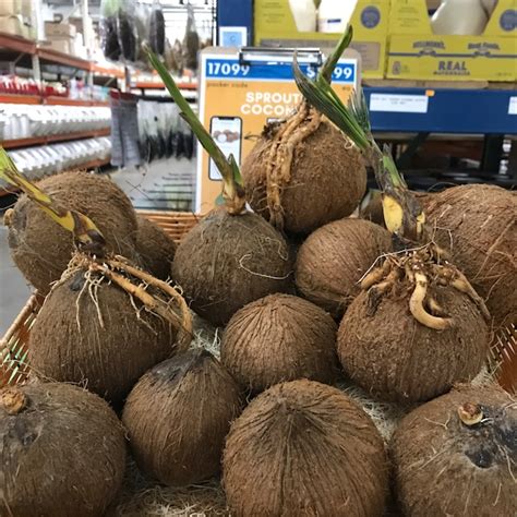 Sprouted Coconut Information Recipes And Facts