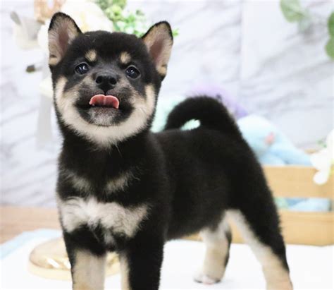 Shiba inu puppy playing with socks. Ringo - PuppyFor.Me