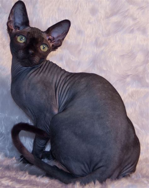 Grey Sphynx Cat Picture