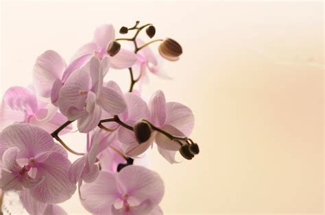 Close up van witte orchideeën op lichte achtergrond phalaenopsis