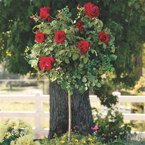 Mister Lincoln Rose Tree Plantingtree