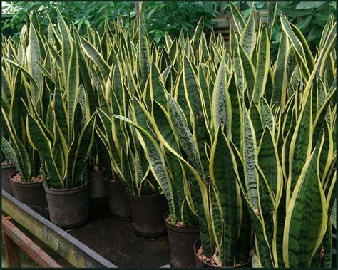 Species Spotlight Sansevieria Aka Snake Plant The Succulent Eclectic