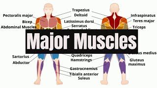 How To Learn The Muscles Of The Human Body