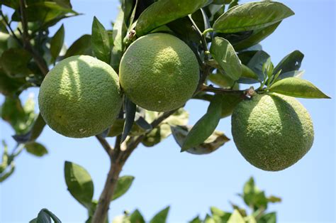 24 Varieties Of Citrus Fruits Developed At Kota Citrus Fruit Centre