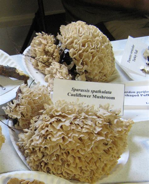 Gary Lincoff West Virginia Mushrooms