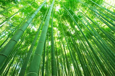 Bamboo Forests Kyotogram