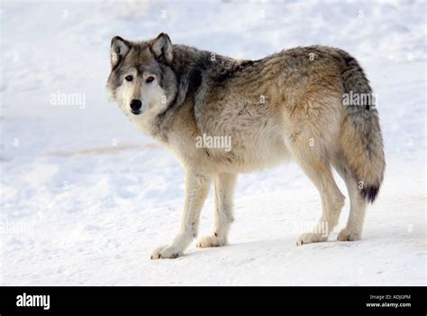 Captive Gray Wolf Standing In Snow Winter Stock Photo Alamy