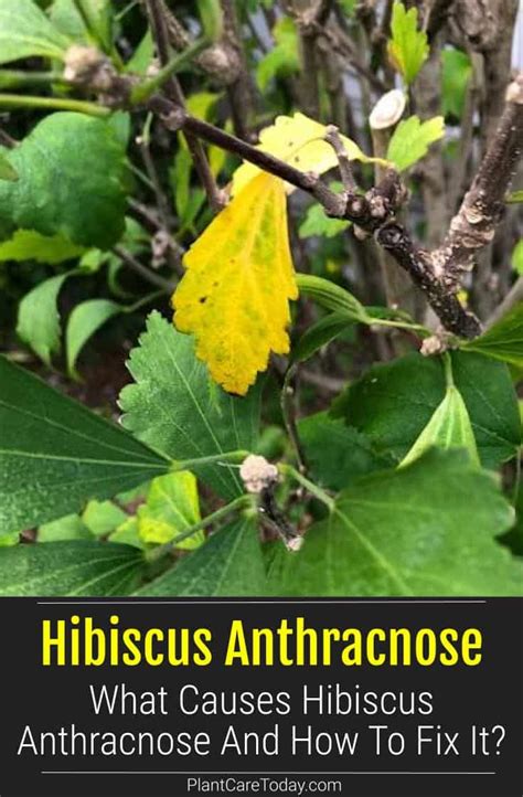 What Causes Hibiscus Anthracnose And How To Fix It