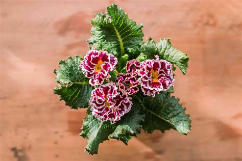 how to grow and care for indoor primrose