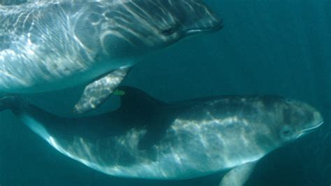 Harbor Porpoise National Geographic