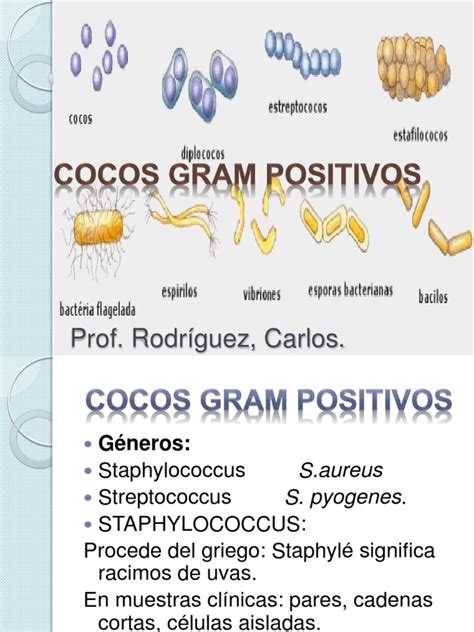 Coco Gram Positivos Estafilococo áureo Microbiología