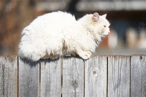 Funny Cats Sit On The Fence Stockfotos Und Lizenzfreie Bilder Auf