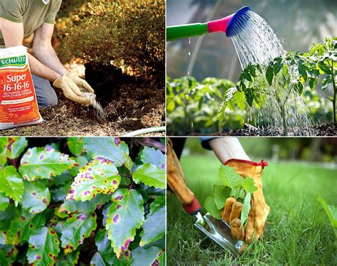 10 Ways You Prevent The Plant Diseases How To Control Plant Diseases
