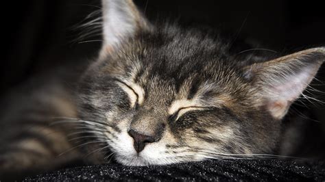 Cute Cat Sleeping Hd Desktop Wallpaper Widescreen High Definition
