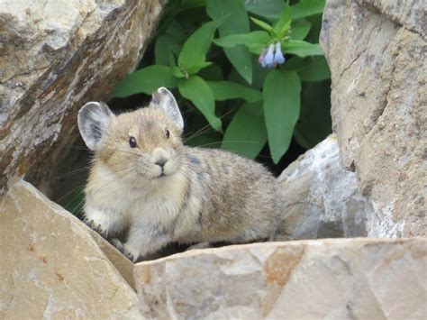 Adorable American Pika Is Fast Disappearing And Were Doing Nothing To