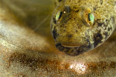 Black Goby Protecting Its Eggs Stock Image C0109225 Science