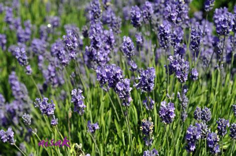 Lavandula Angustifolia Blue Cushion Grows On You