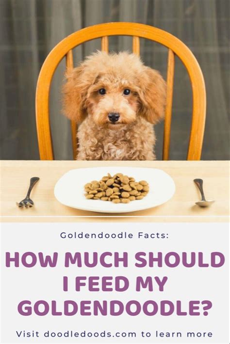 How Much Food For A Goldendoodle Puppy