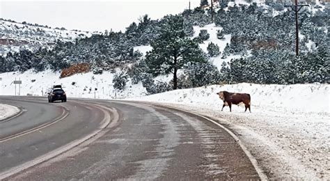 Nm Wild New Mexicans Overwhelmingly Support Removal Of Feral Cattle