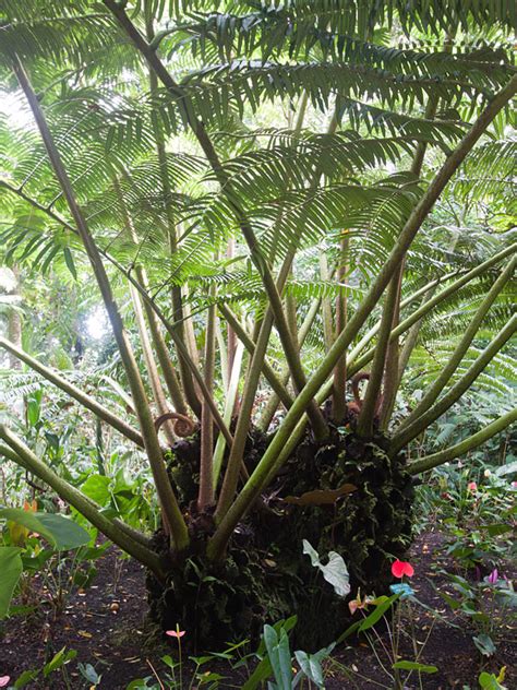 Lg Giant King Fern Angiopteris Evecta Real Tropicals