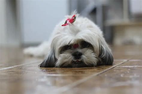 Shih Tzu Temperament What Is So Special About These Dogs World Dog
