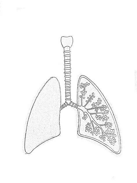 Draw It Neat How To Draw Lungs Diagram