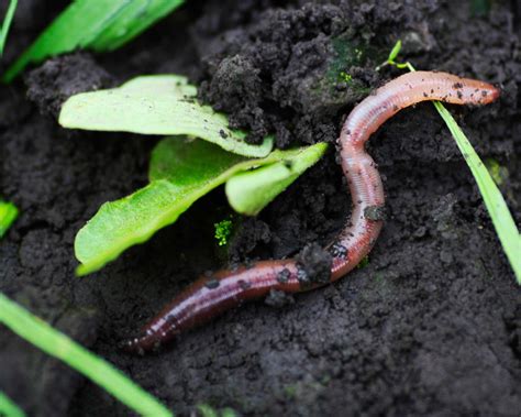 Worm Castings On Lawns How To Deal With This Problem Gardeningetc