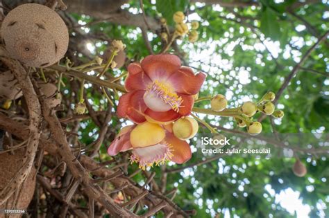 Fresh Shorea Robusta Flower Blooming In The Temple Also Known As