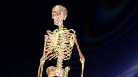 Digital 3d Animation Of A Human Skeleton Motion Background 0025 Sbv
