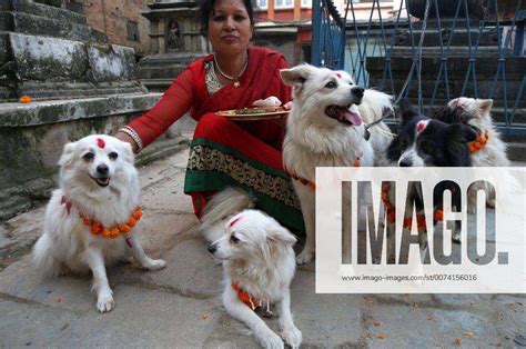 Nepal Kukur Puja Dog Worship Day On Tihar Festival Dogs Are Worshiped