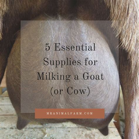 Need To Know The Most Important Supplies You Will Need For Milking A Goat Or Cow Check Out