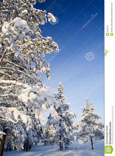 Sunny Winter Forest Stock Photo Image Of Adventure Cross