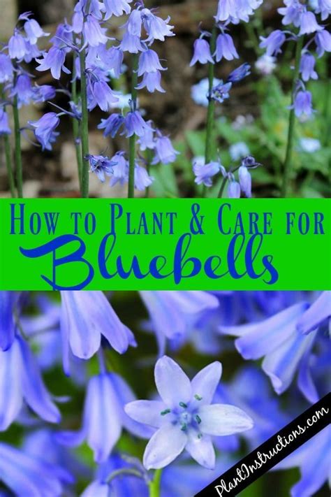 Suberb How To Plant Bluebells Caring For Wood Hyacinth Bluebells