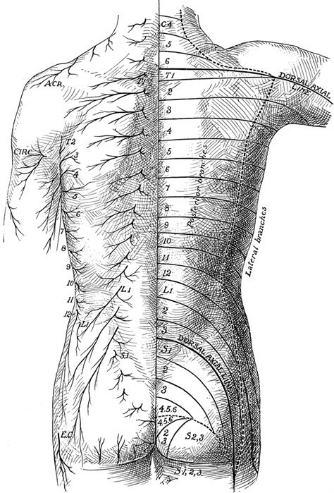 Posterior View Of The Cutaneous Nerves Of Trunk Clipart Etc