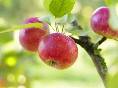 How To Grow Apples Saga