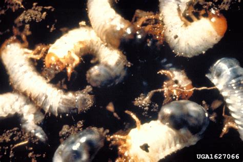 7 steps to get rid of lawn grubsstep 1 : Grub Worm Control: Tips On How To Get Rid Of Lawn Grubs