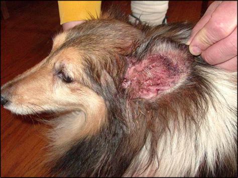 It's perfectly normal for malassezia to live on your dog's skin and ears. How To Treat Yeast Infection In Dogs Ears | petswithlove.us