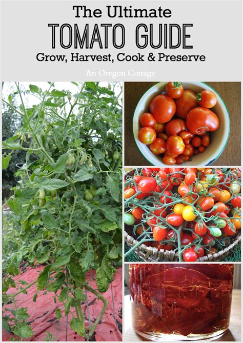 Ultimate Tomato Guide Grow Harvest Cook And Preserve An Oregon Cottage