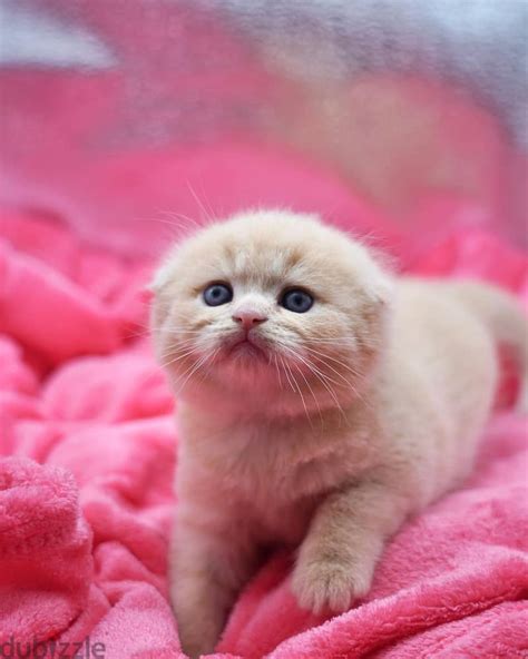 Beautiful Scottish Fold Kitten Cats 104968529