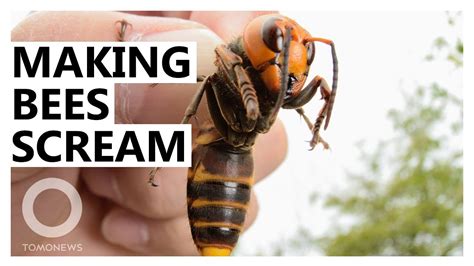 How Bees ‘scream When Murder Hornets Attack Youtube