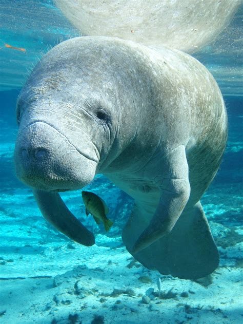 All About The Manatee