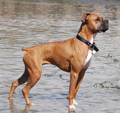 Boxer Dog Breed History Character And Care