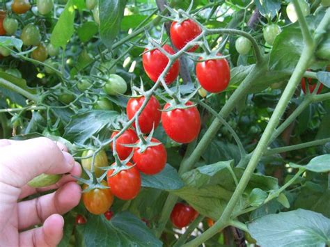 How To Prune Cherry Tomato Plants The Plant Guide